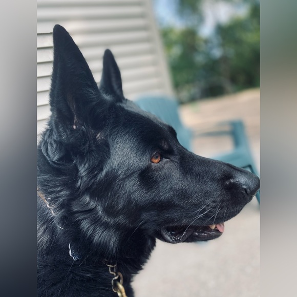 Meet your Posher, Keki - Picture 5 of 5